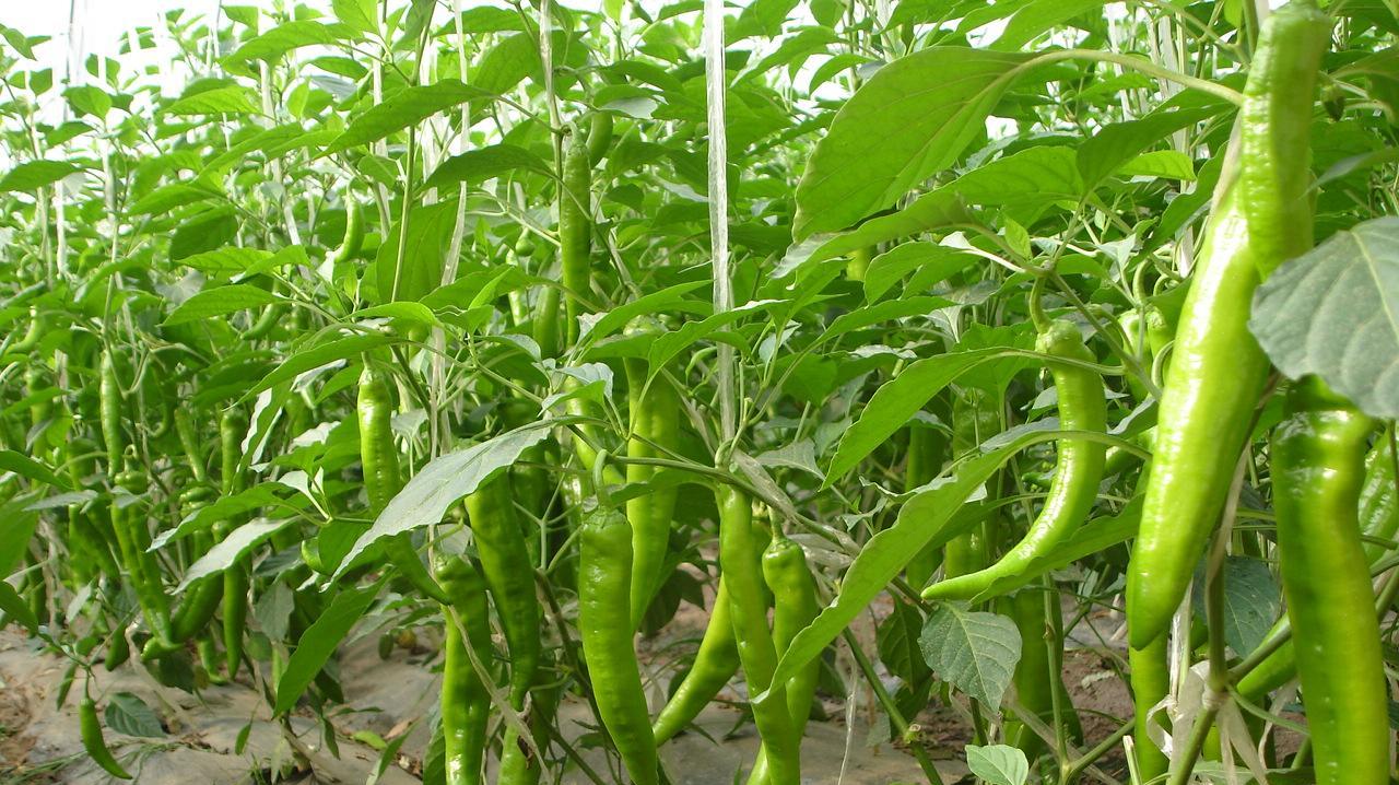 廣州送菜公司了解蔬菜應(yīng)該先洗后切，含鹽調(diào)料放多了易引發(fā)多種慢性病